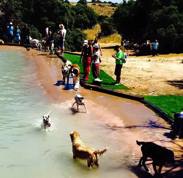 Kolam renang anjing sahaja yang pertama dibuka di Madrid