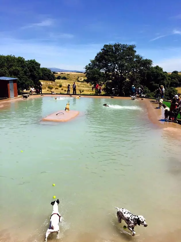 Obre a Madrid la primera piscina només per a gossos