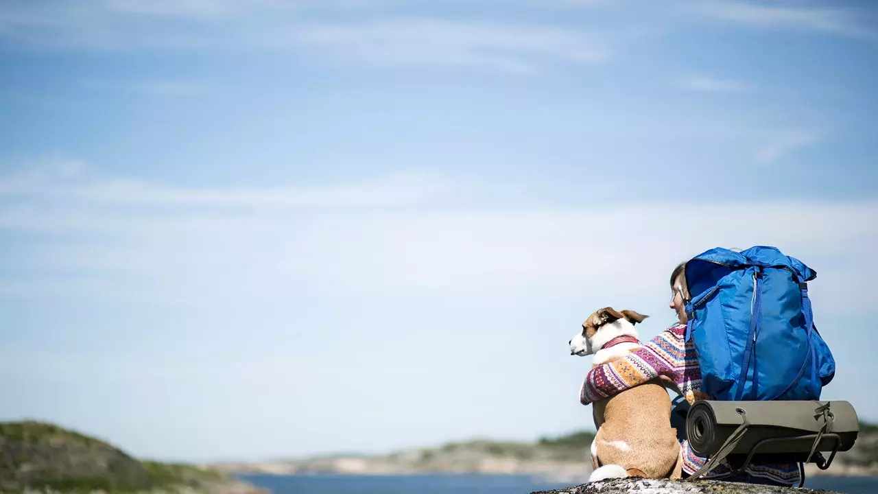 Il-klieb diġà jirċievu l-Compostela tagħhom fi tmiem il-Camino de Santiago