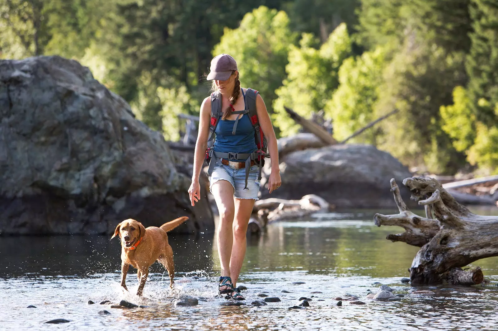 Köpekler, Compostela'larını Camino de Santiago'nun sonunda zaten alıyorlar.