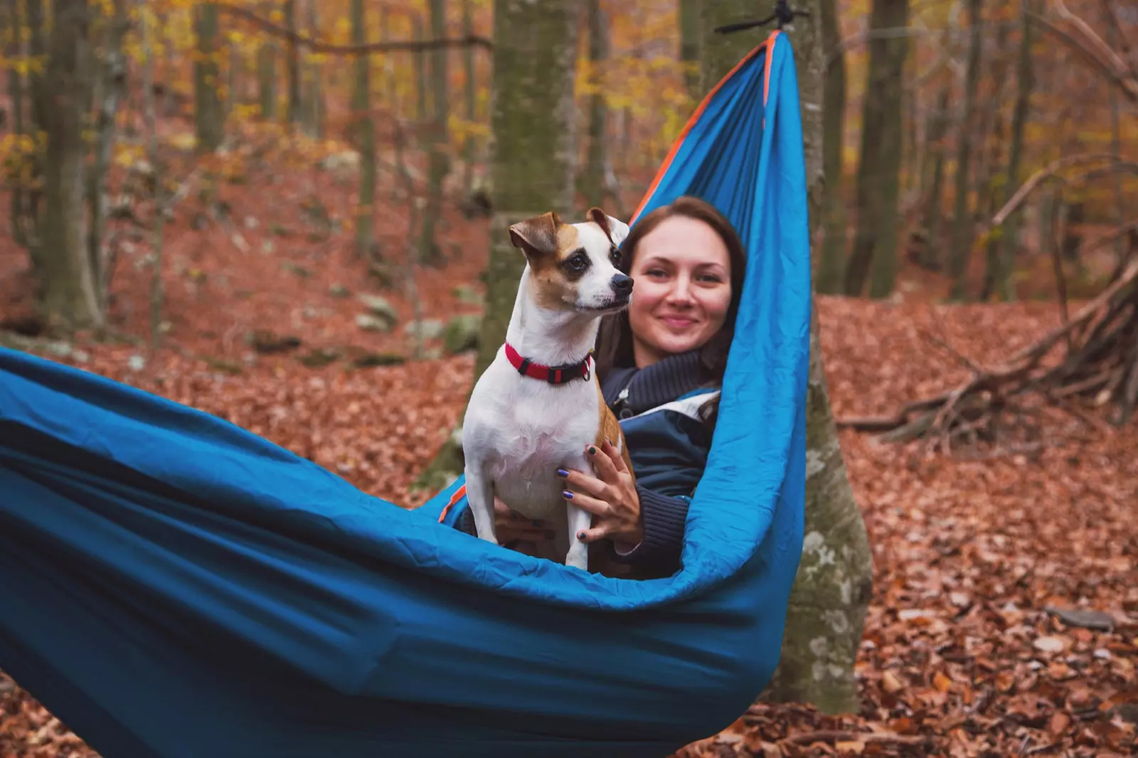 Anjing sudah menerima Compostela mereka di penghujung Camino de Santiago