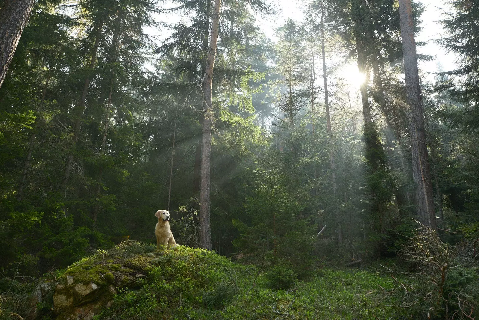 Anjing sudah menerima Compostela mereka di ujung Camino de Santiago