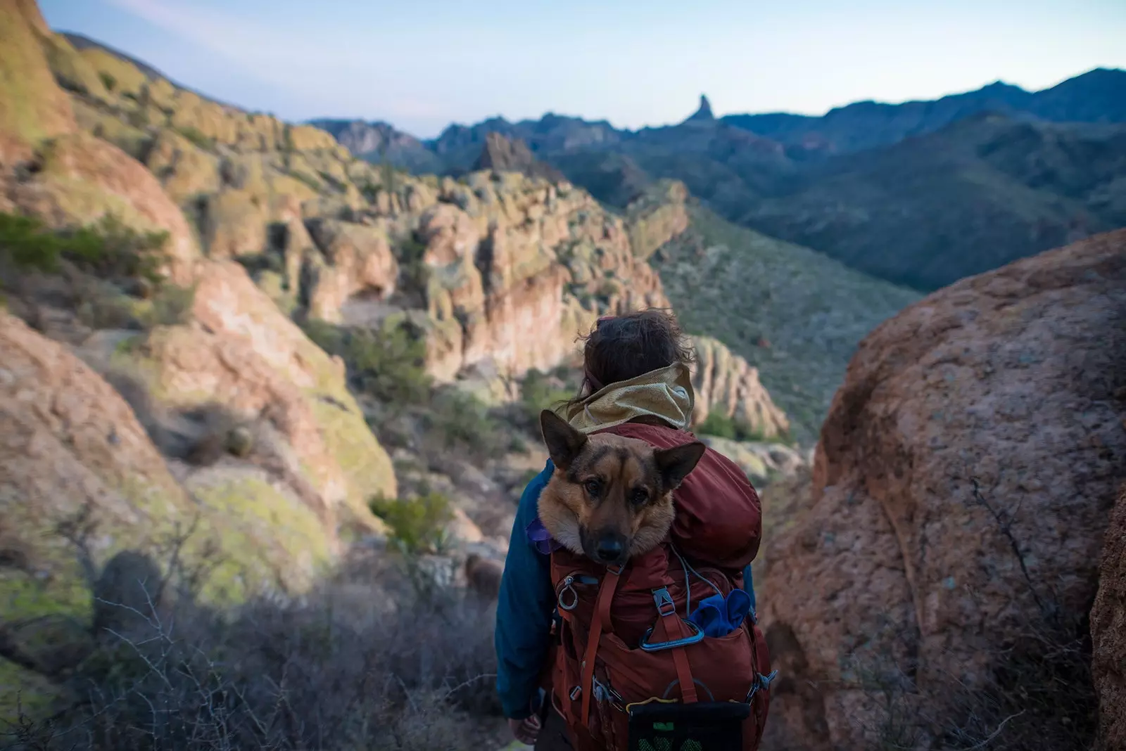 Köpekler, Compostela'larını Camino de Santiago'nun sonunda zaten alıyorlar.