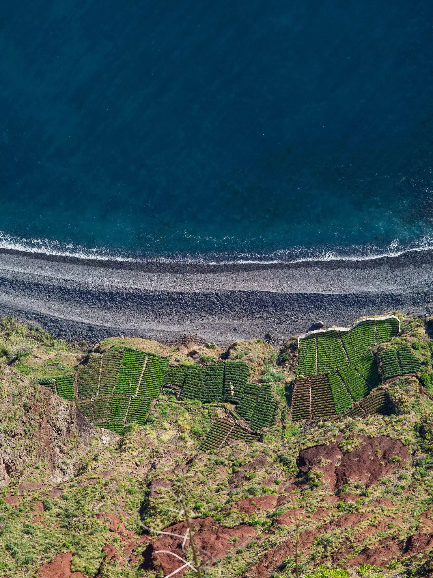 Vineyards in Madeira