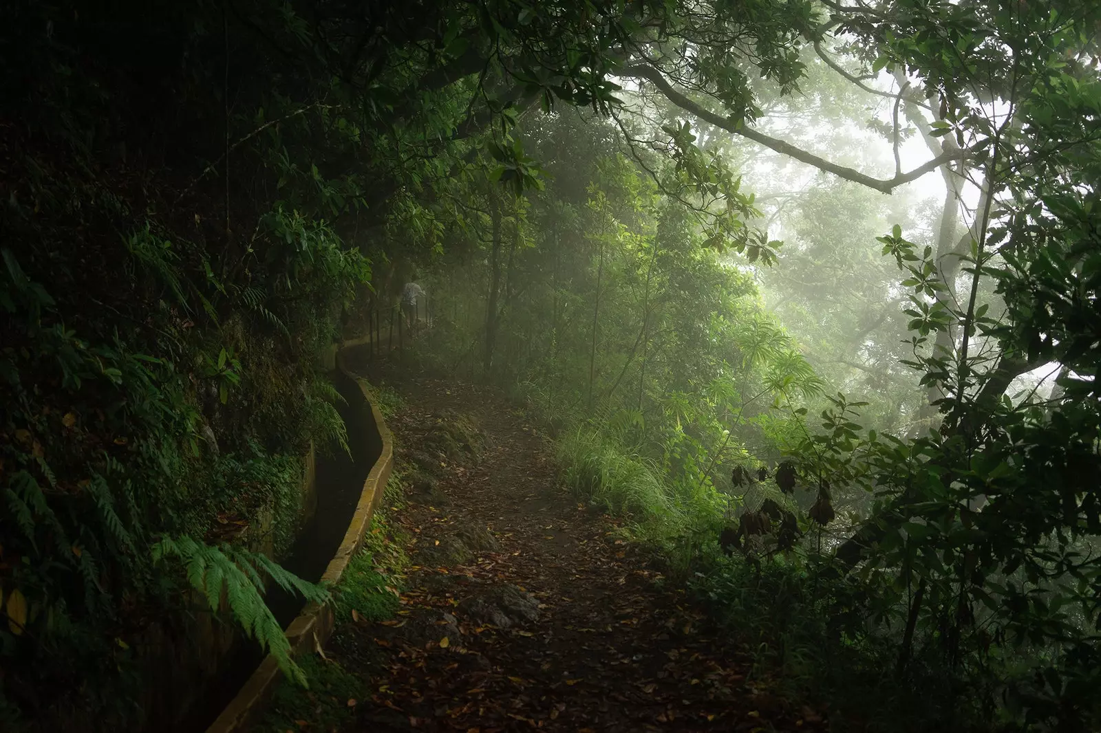 Llevades de Ribeiro Fred