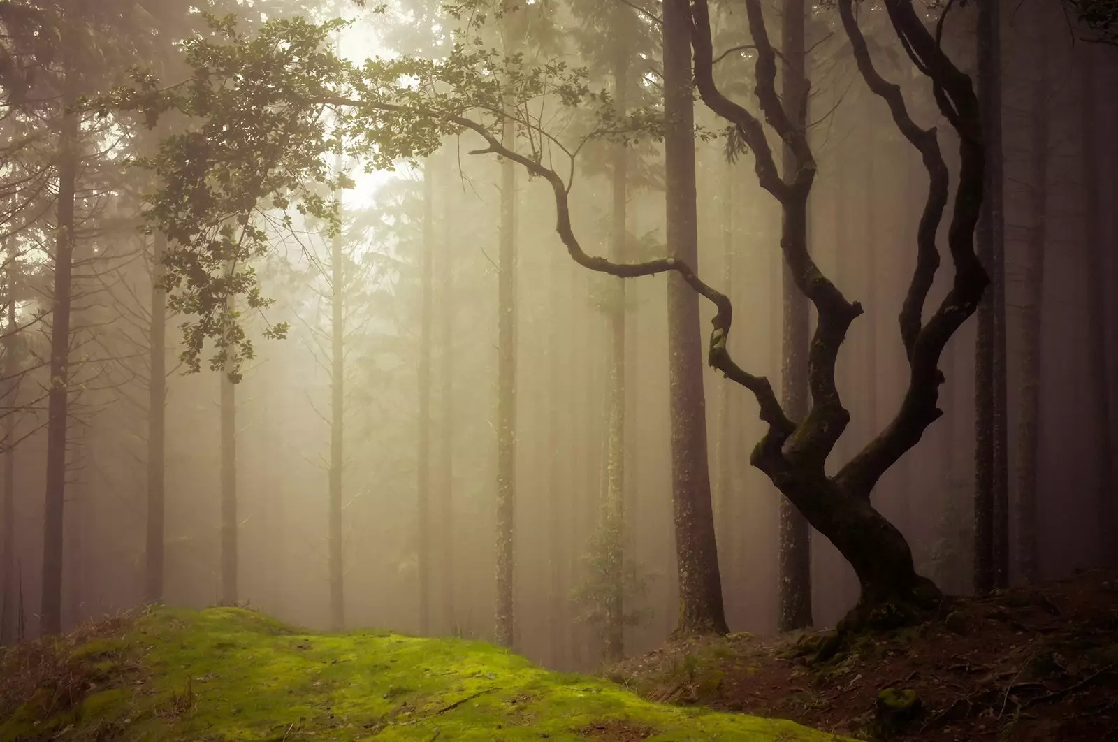 De imponerande lagerskogarna på Madeira