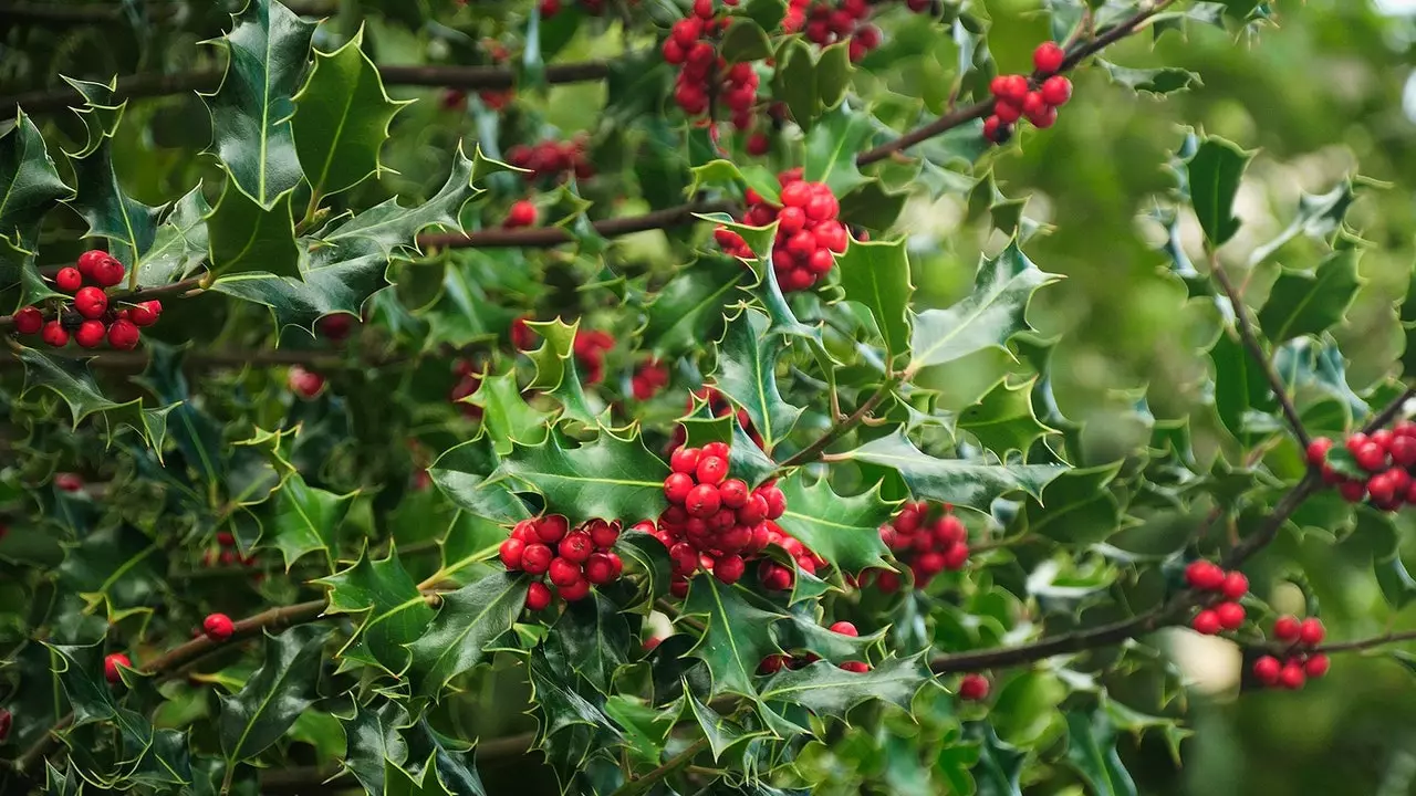 Os acebales de Soria que você deve visitar em dezembro