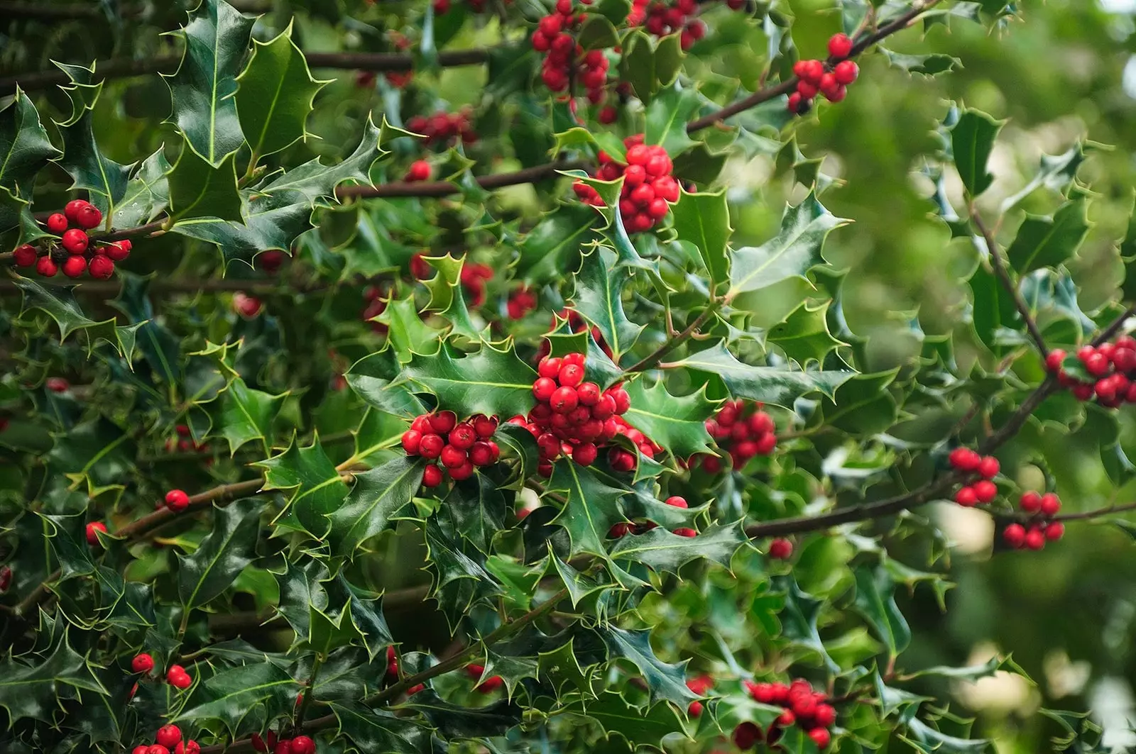 Hvers vegna er holly eitt af táknum jólanna