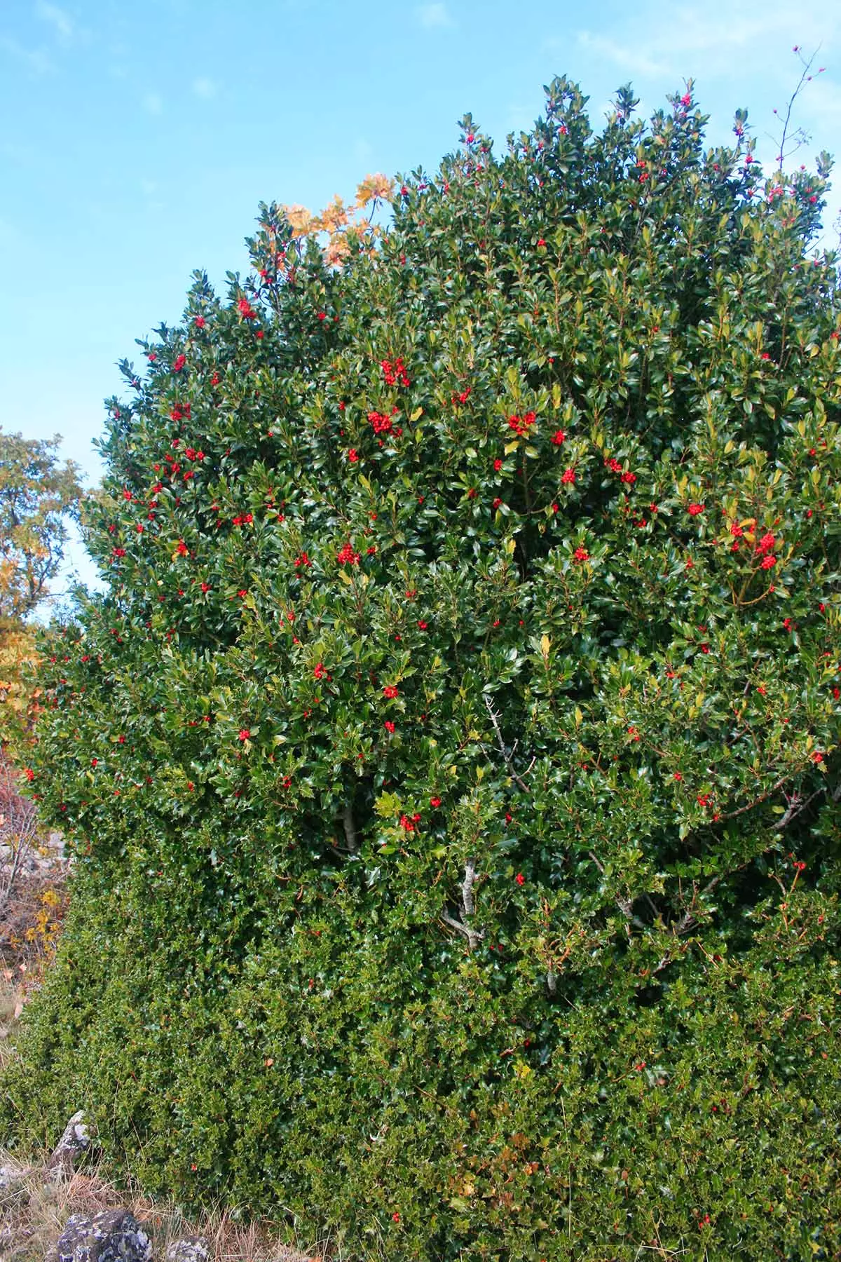 Holly of Castilfrío