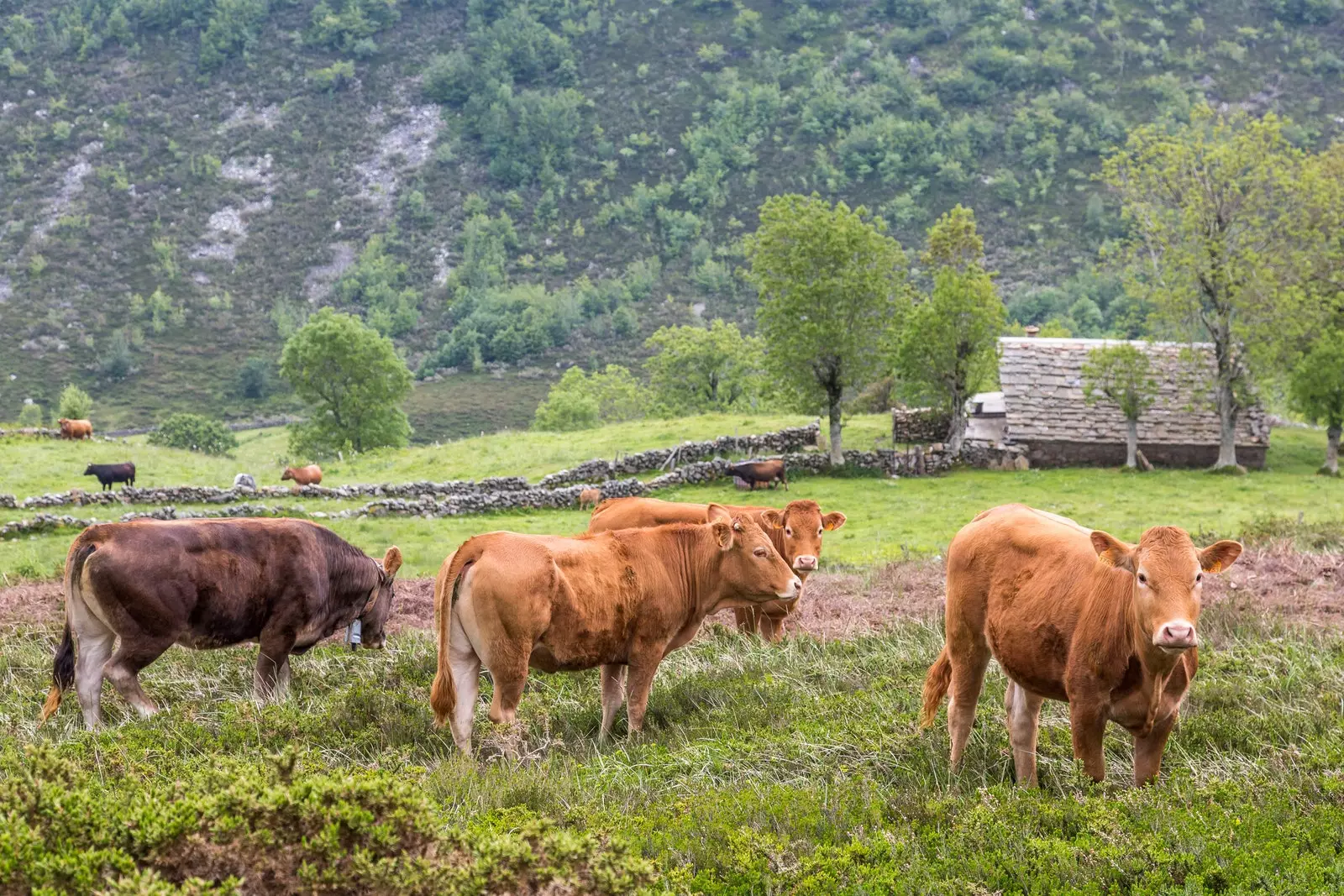 Ba ag féarach sna Valles Pasiegos in aice le bothán traidisiúnta cloiche le díon calóg.