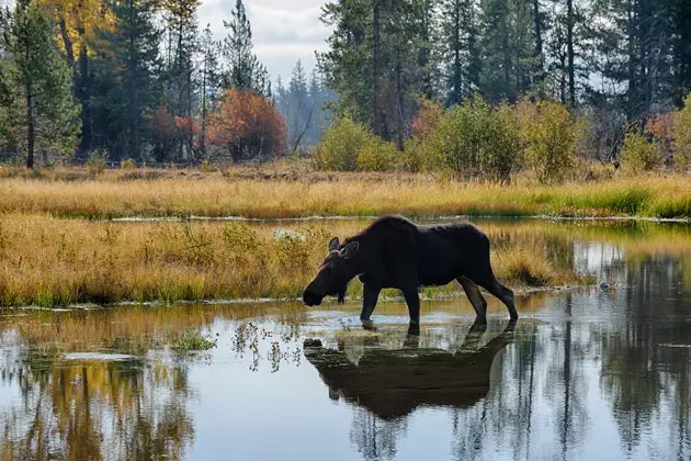 Łoś Jackson Hole