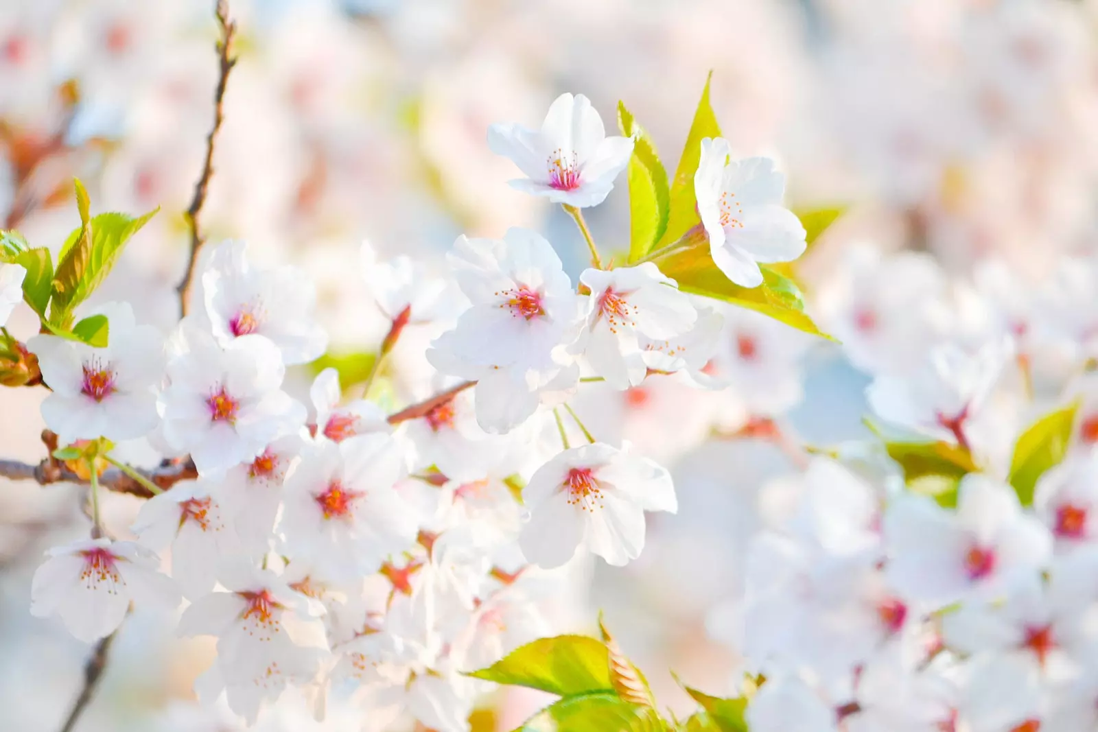 Qui a dit que le printemps commençait en mars