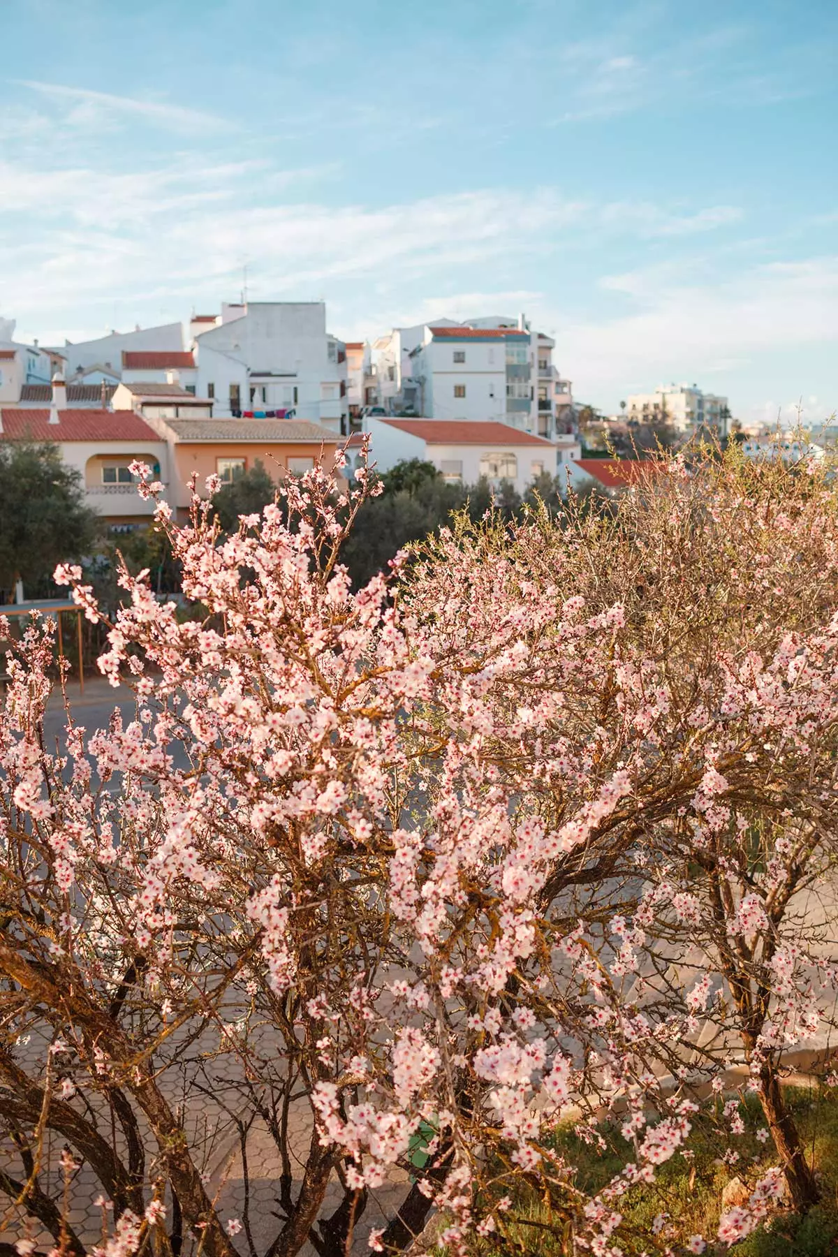 Pemë bajame në lulëzim në Lagos