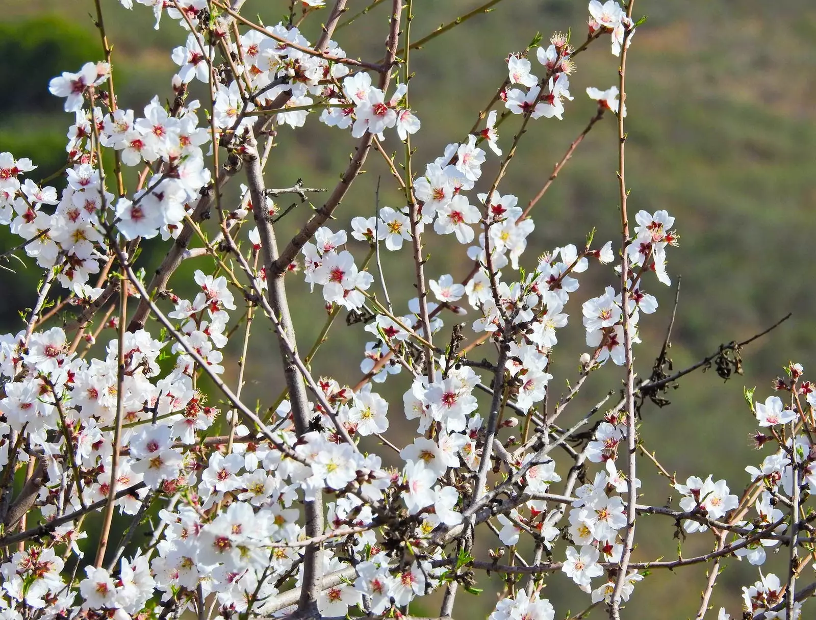 Begitulah indahnya pokok badam di Algarve