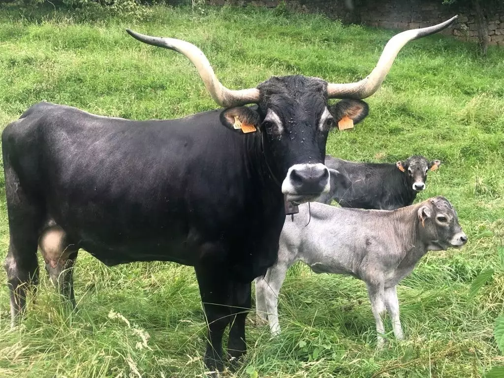 Lembu Tudanca di Carmona.