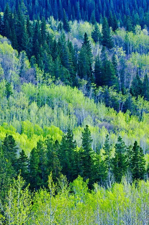 Die schönsten Nadelbäume erwarten Sie im Jasper National Park