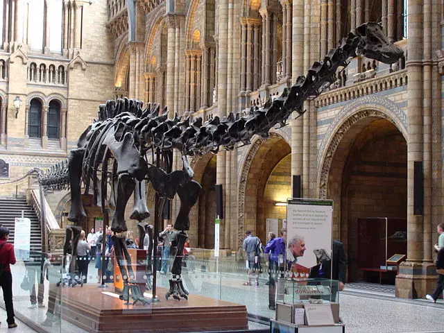 Dippy a londoni Természettudományi Múzeum előcsarnokában