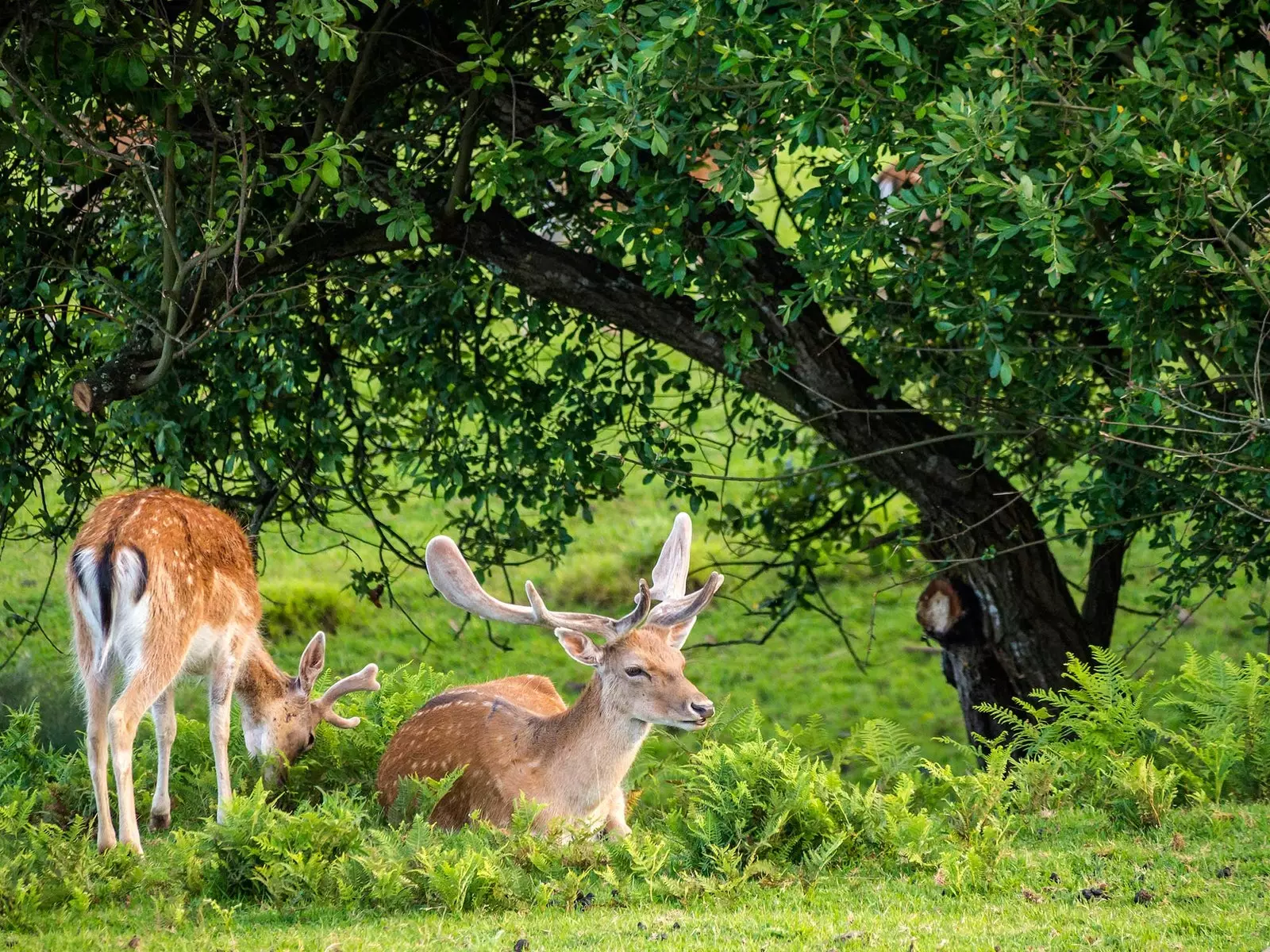 Hjort i Cabrceno Cantabria naturpark.