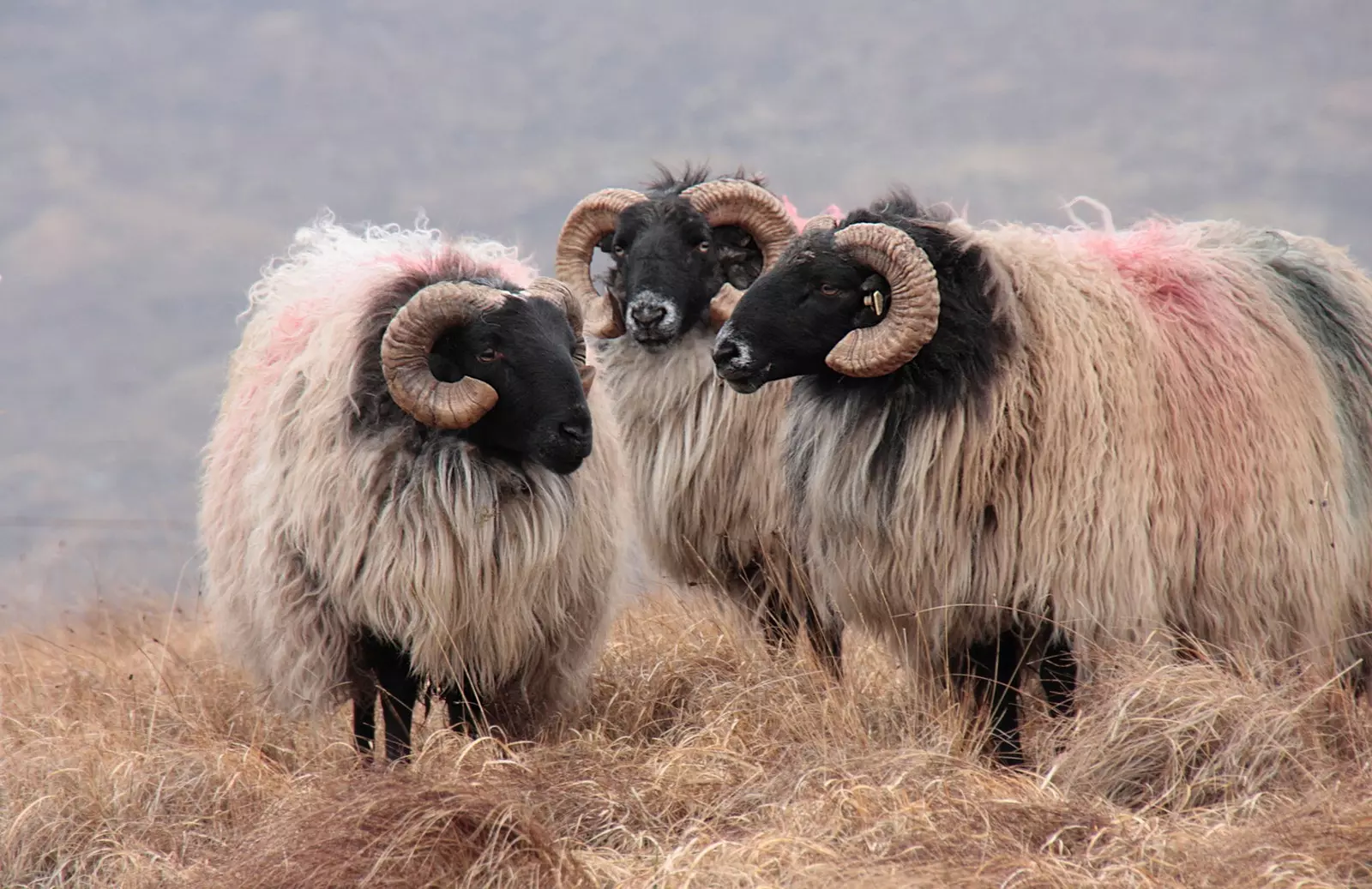 blackface sheep