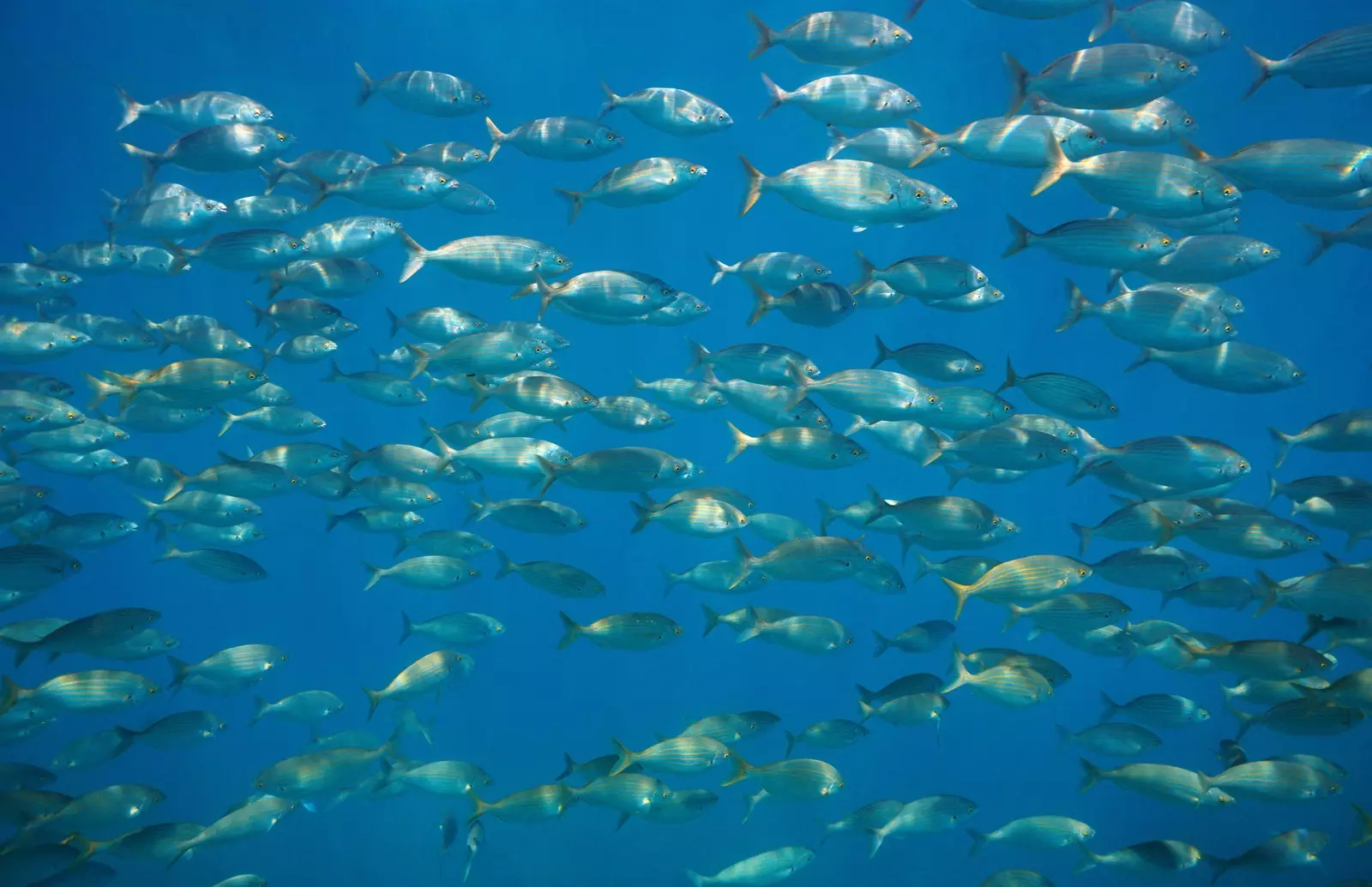 Sekolah ikan di Girona Kepulauan Medes