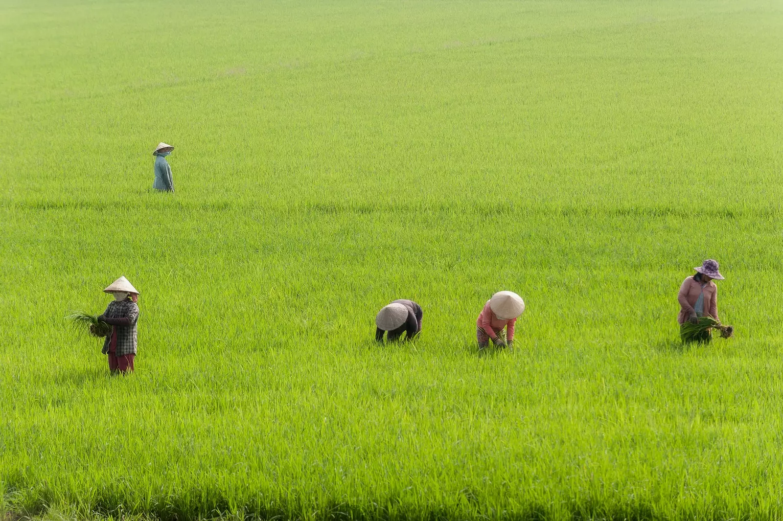 Donne vietnamite che lavorano in una risaia.