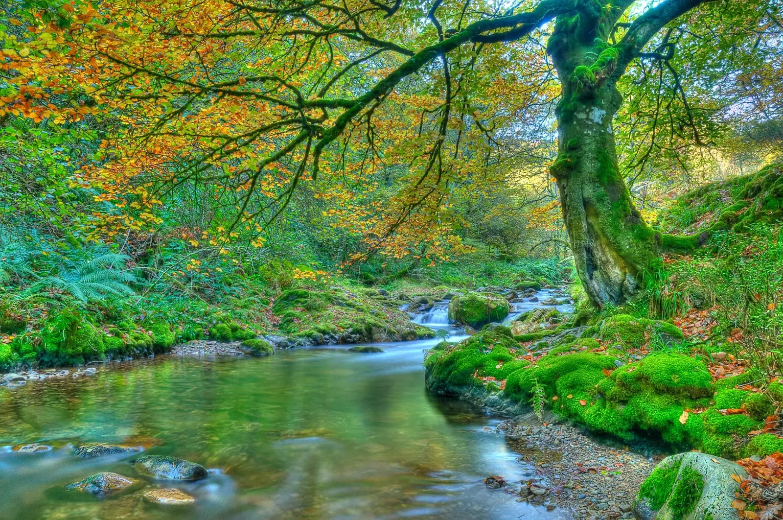 Muniellos Forest, een van de best bewaarde eikenbossen in Europa