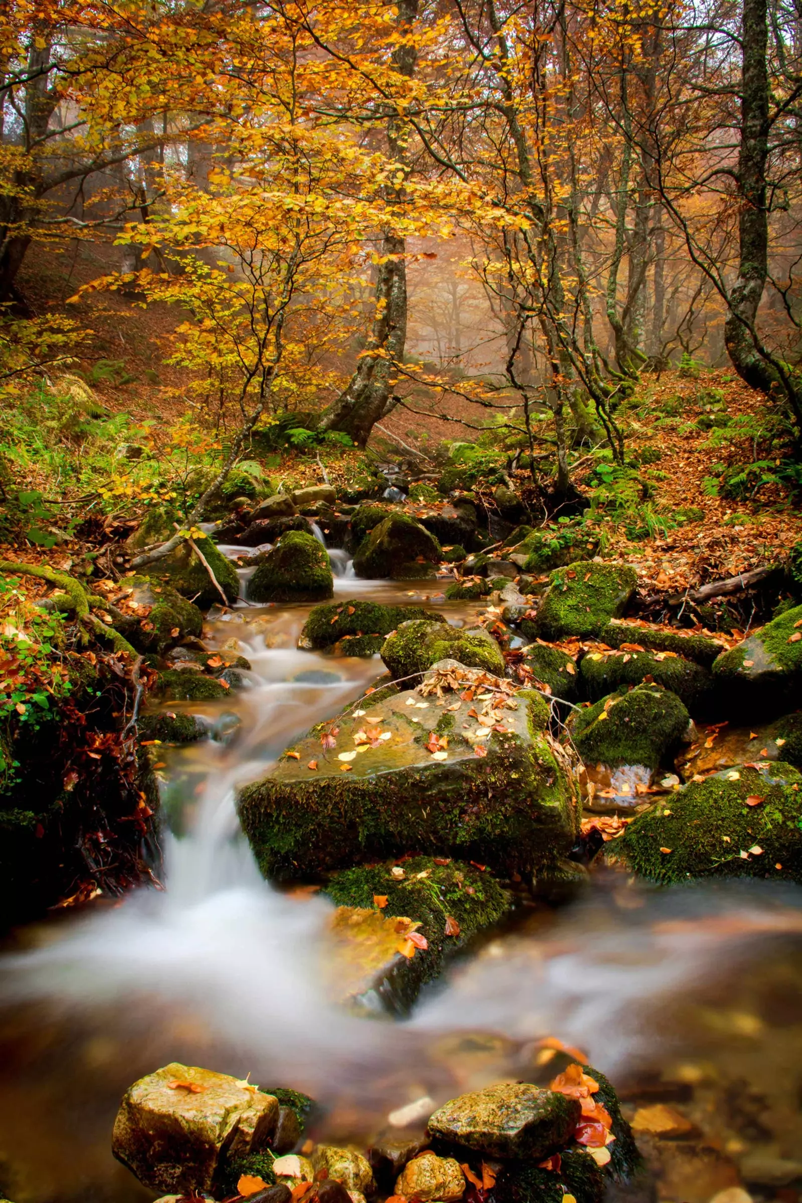 Floresta de faias de Montegrande em Teverga