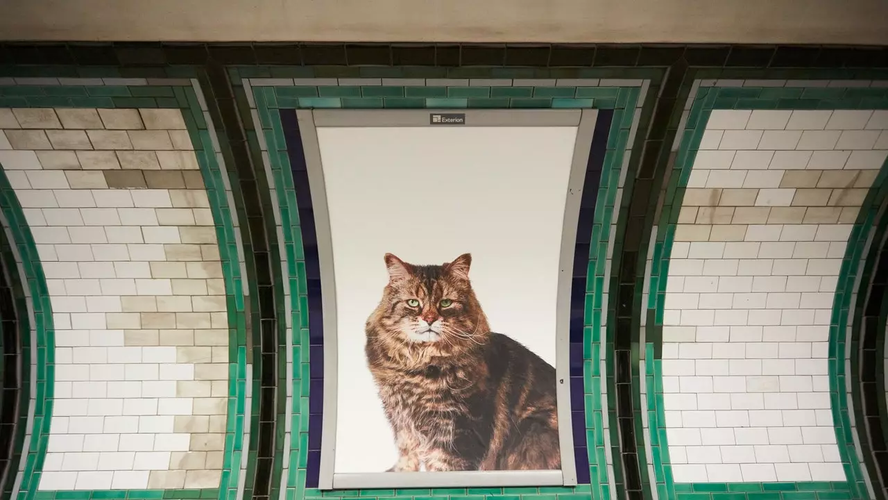 Varför invaderar katter Londons tunnelbana?