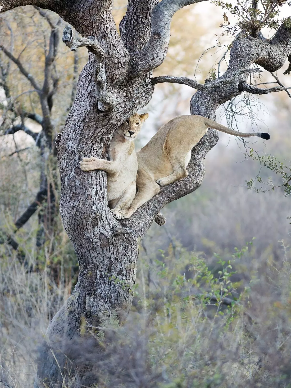 Levice lezúce na strom v zimné ráno v rezervácii Madikwe Game Reserve.