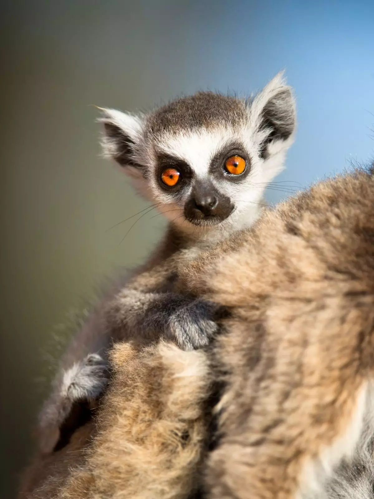 Ein Lmur-Baby im Berenty-Reservat.