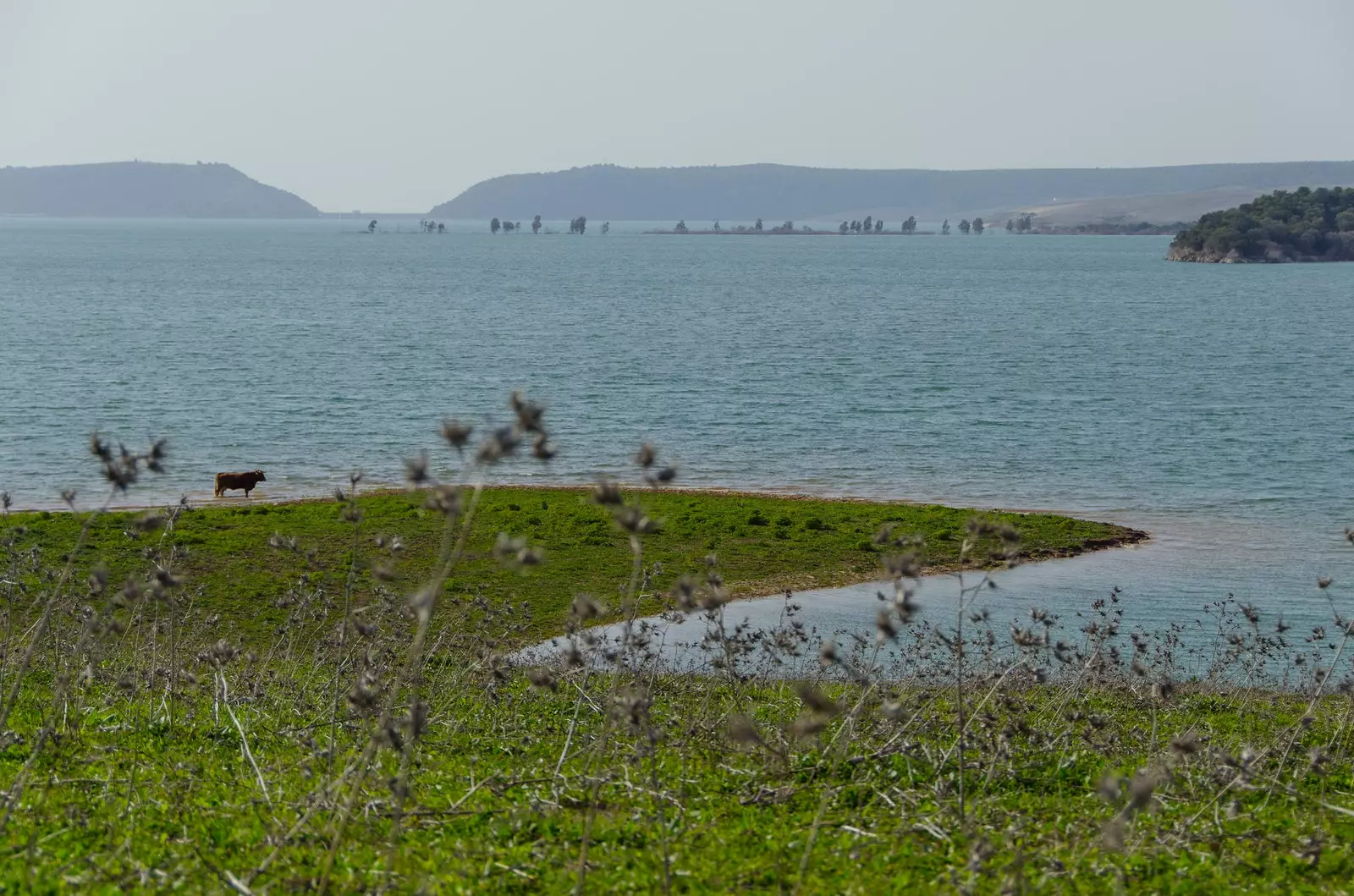 Pelkė San José del Valle Cdiz.