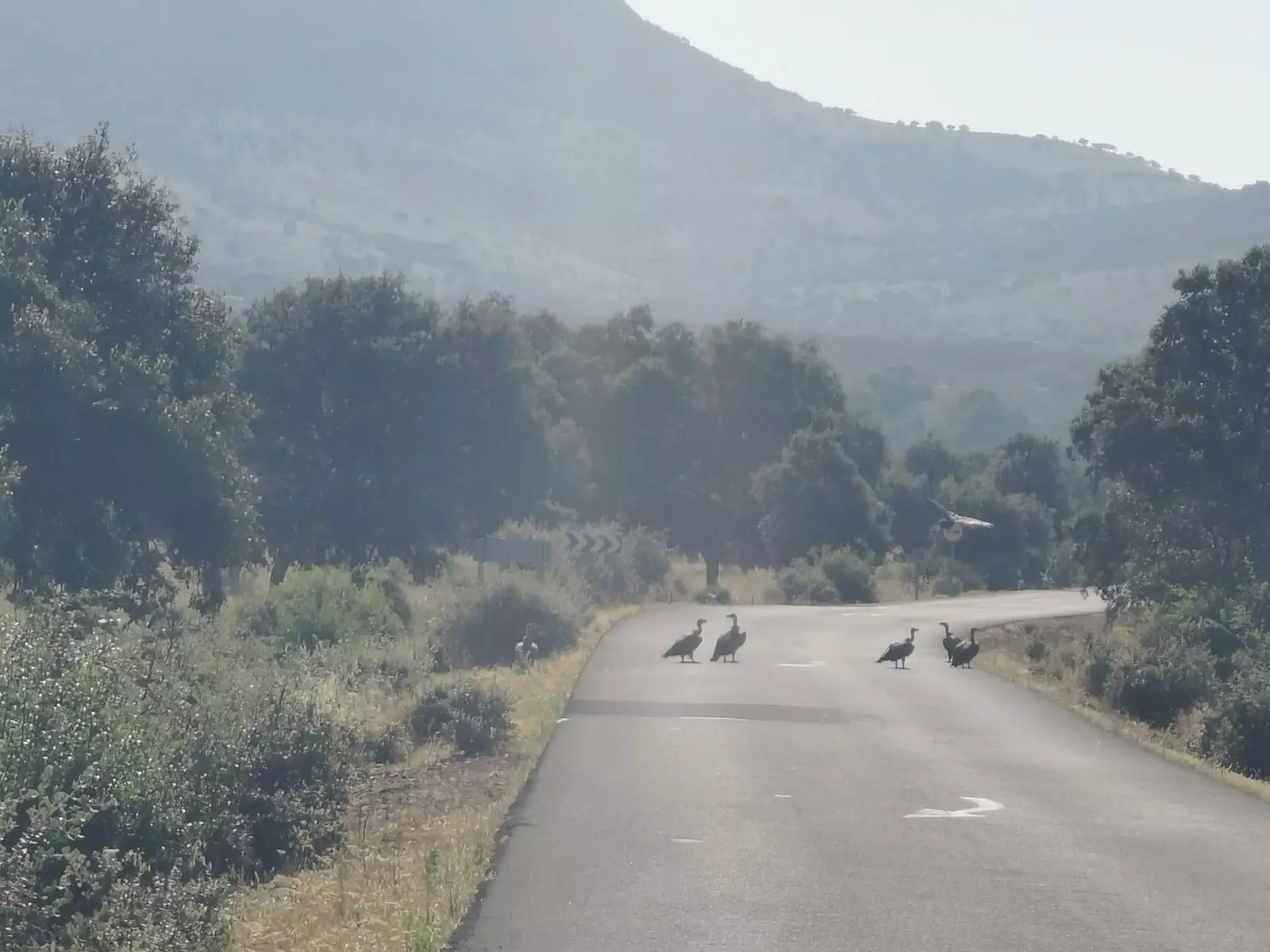 Avvoltoi appollaiati sulla strada attraverso la valle di Pedroches