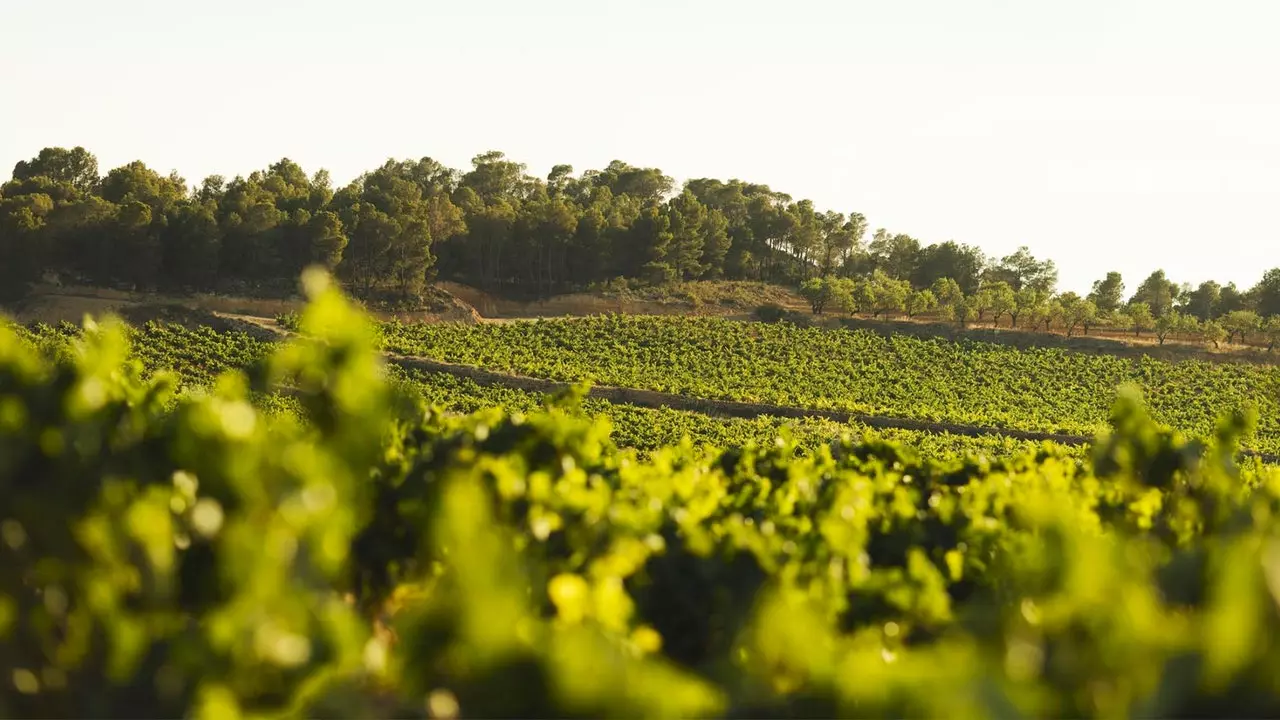 La Solana de las Pilillas: questo è davvero un vino ancestrale