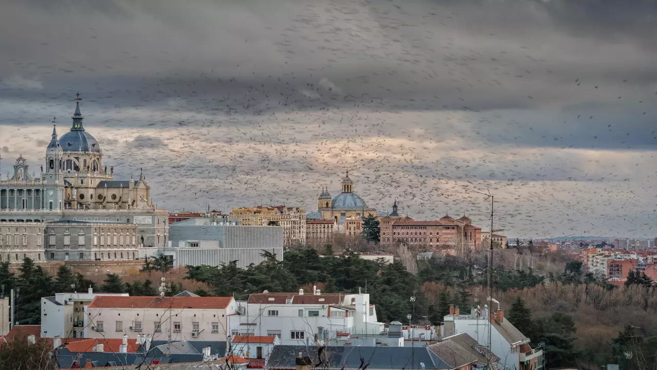 Għasafar naraw mit-twieqi tagħna