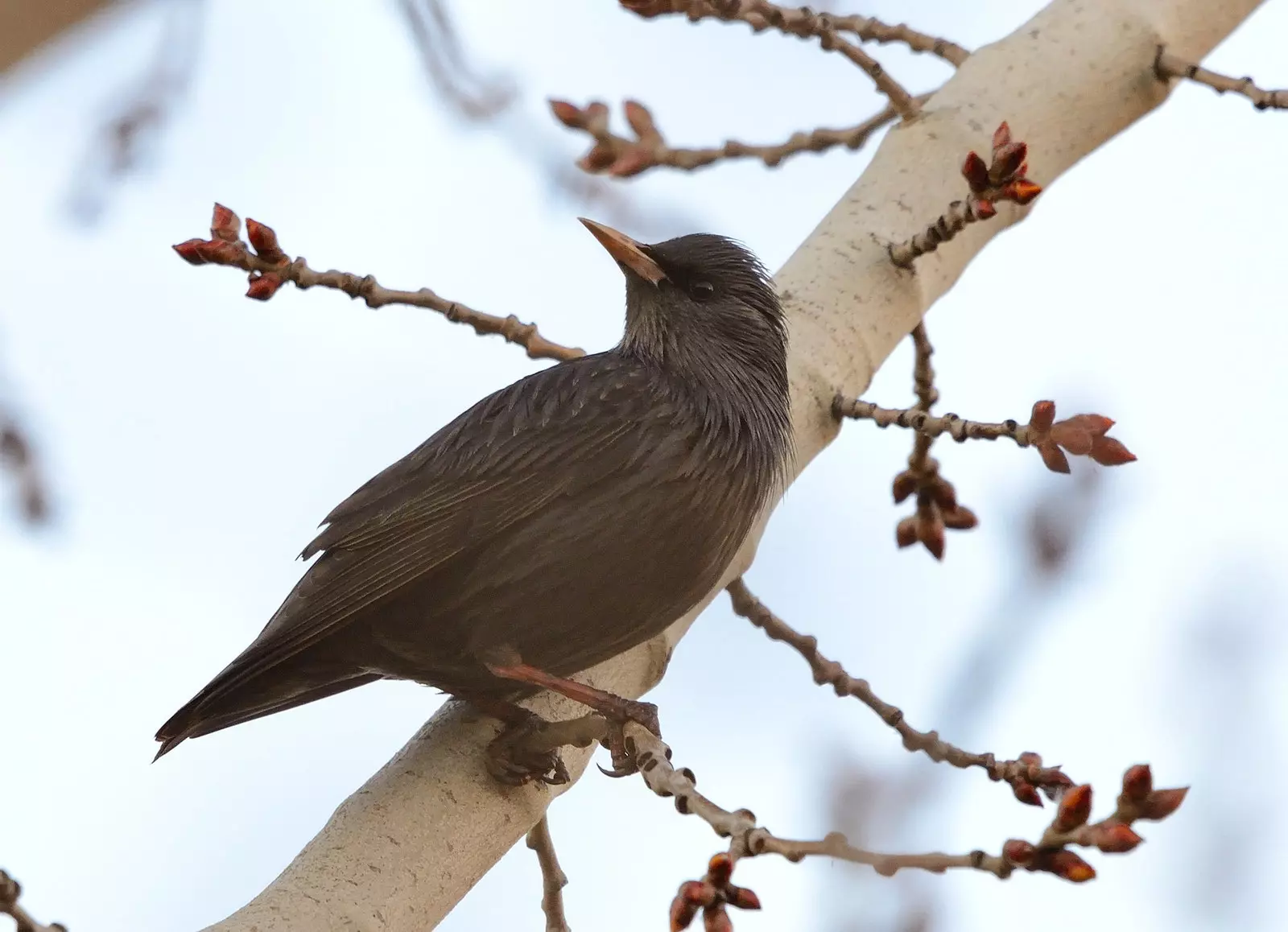 burung jalak