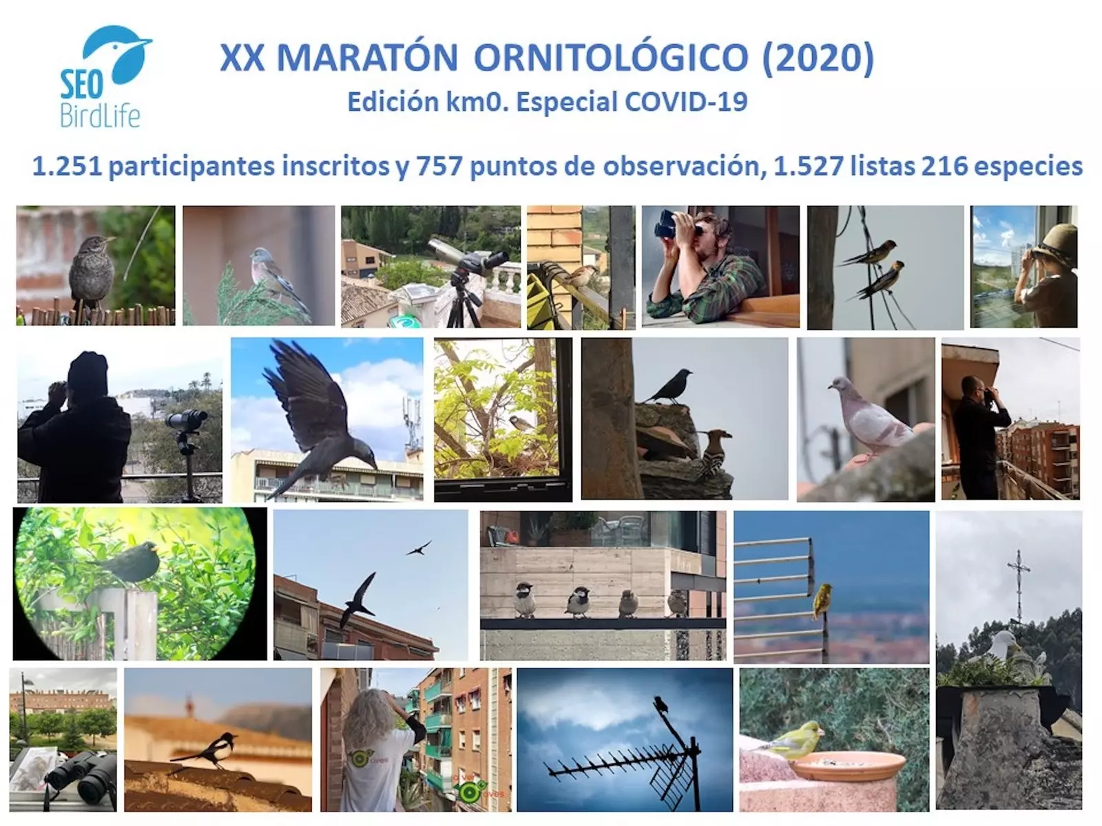 Scene della maratona ornitologica di quest'anno da casa organizzata da SEOBirdLife