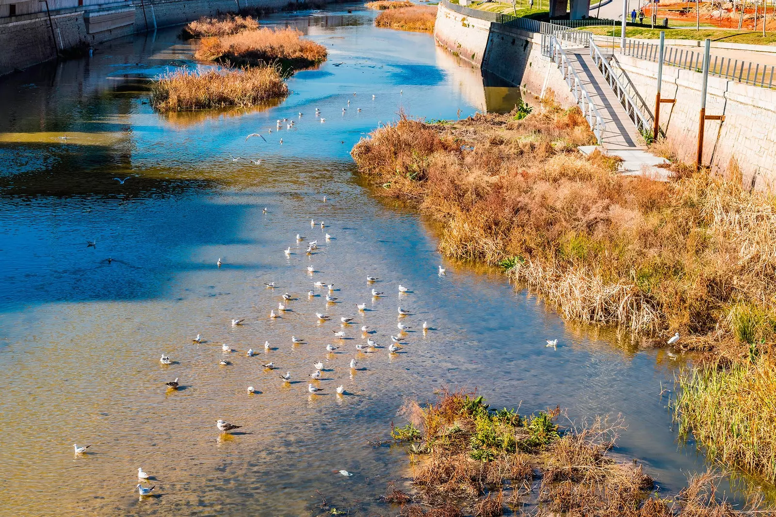 Gabbiani nel fiume Manzanares Madrid