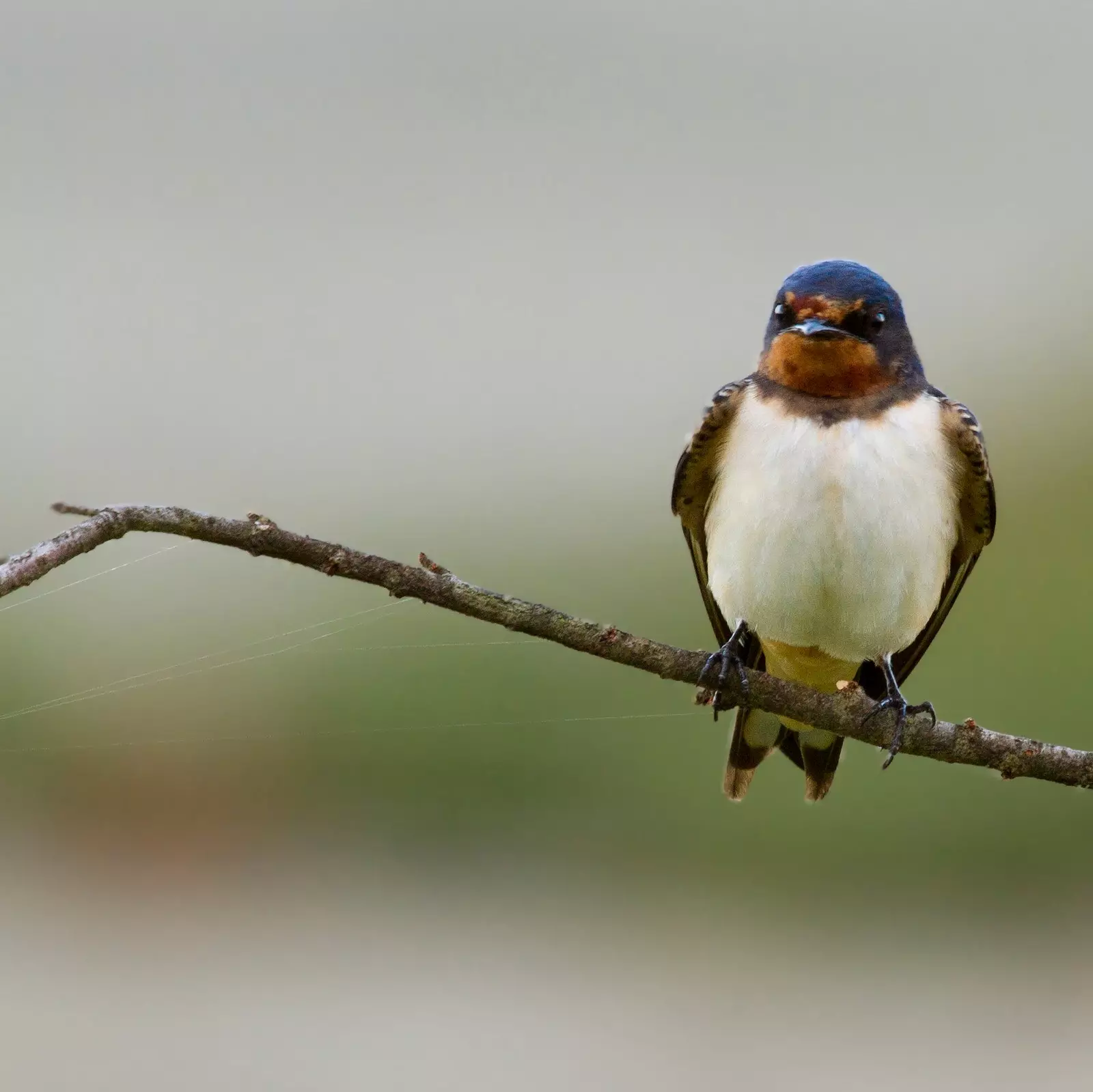 burung walet kandang