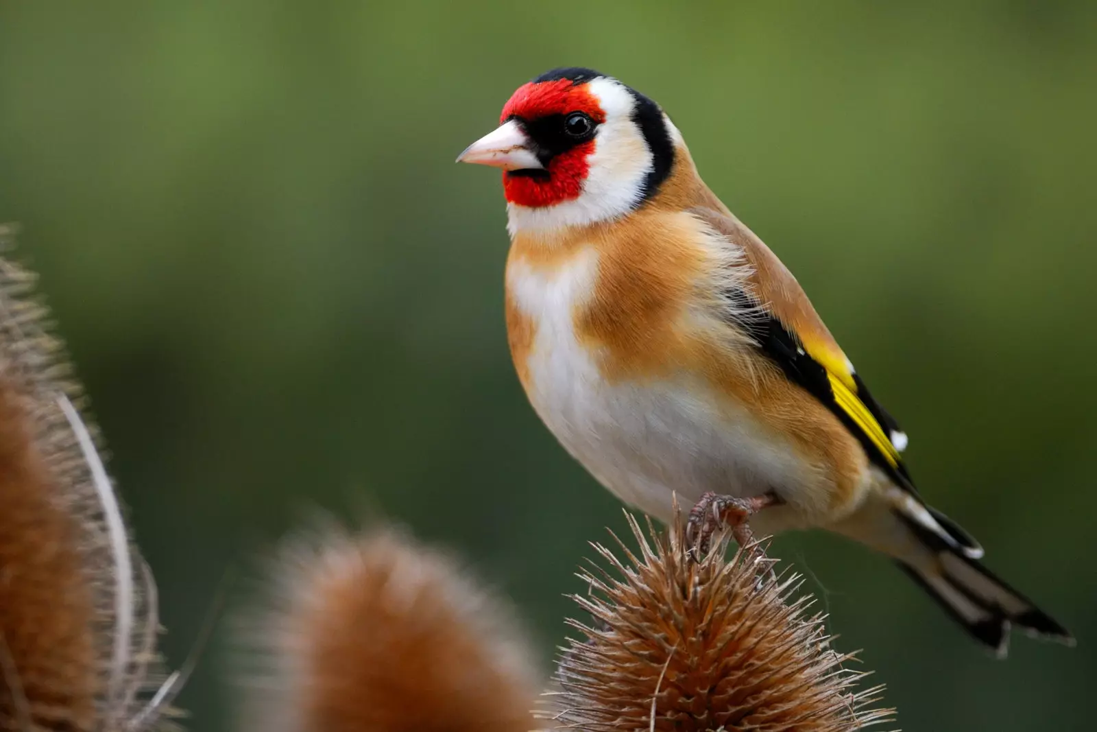 goldfinch eropa