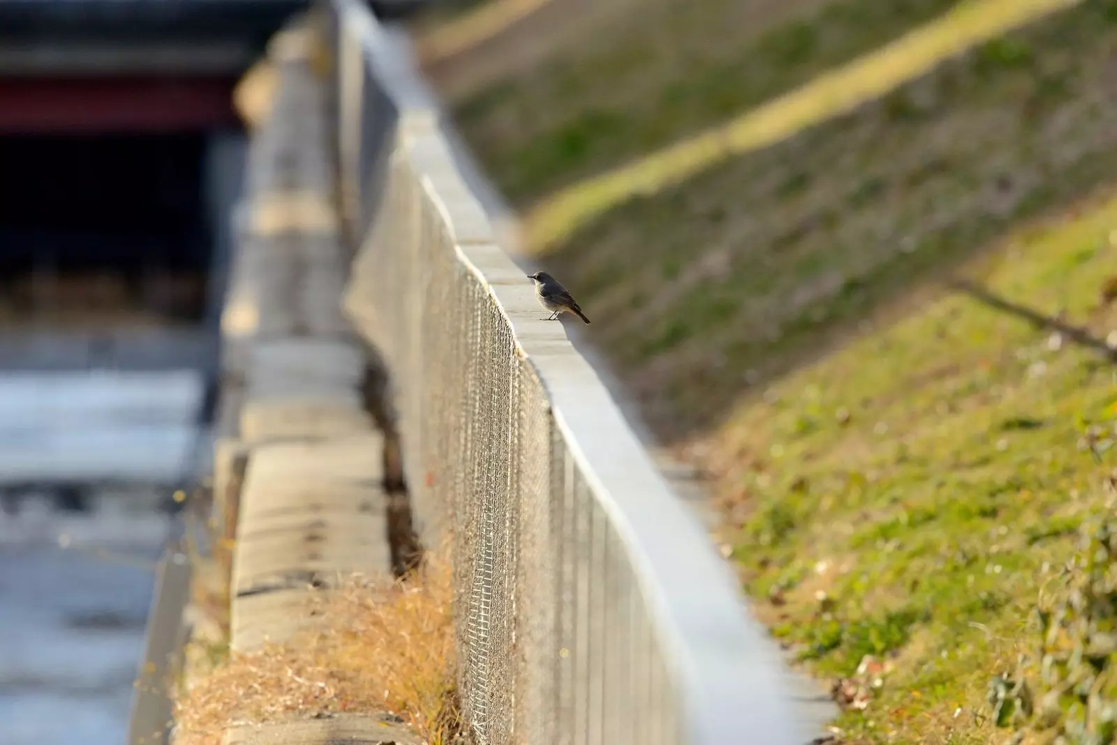 Redstart dans la région de Madrid Río