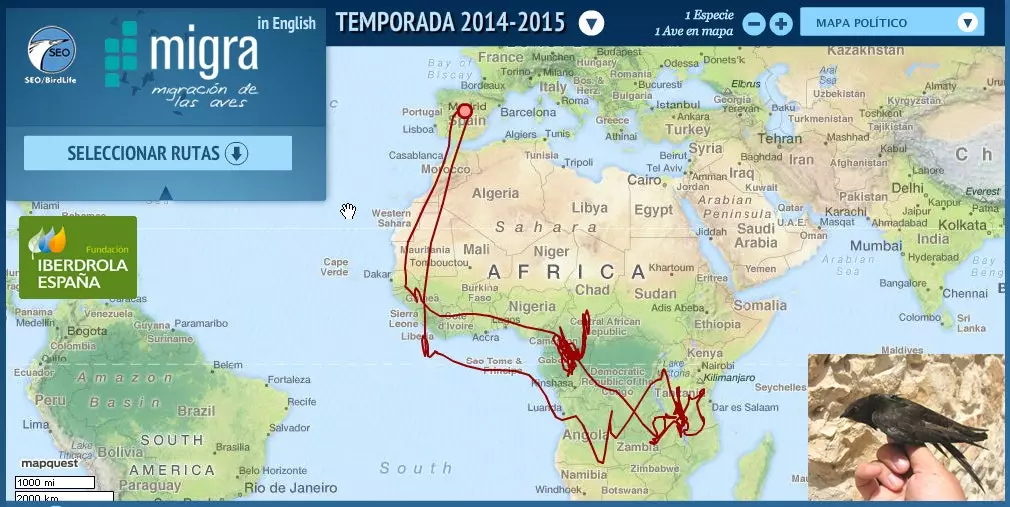 Mappa della migrazione pica effettuata ogni anno dai rondoni che si riproducono in Spagna