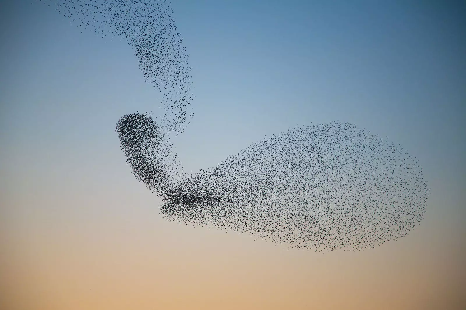 Starlings katika ndege ni mbele kabisa