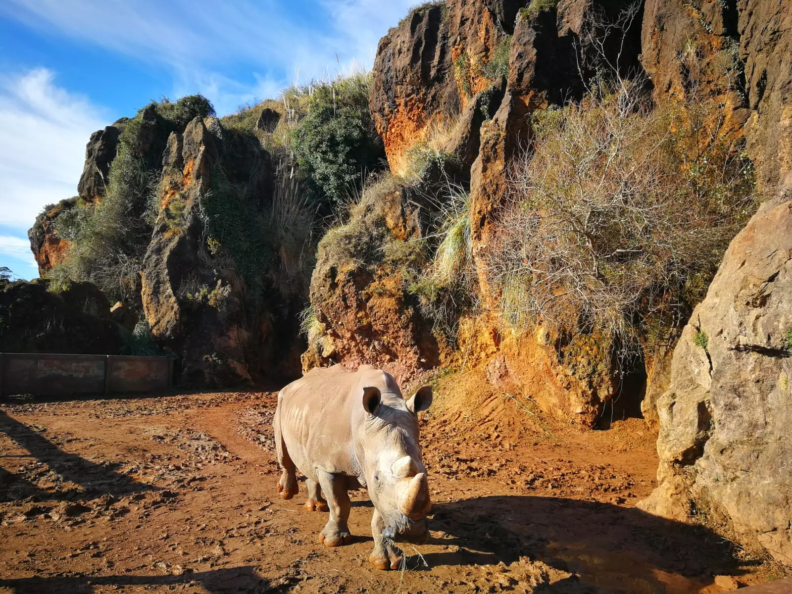 Neushoorns tijdens de Wild Tour