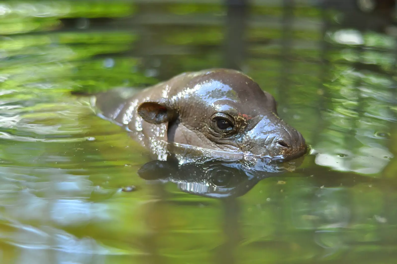 Baby Hippopotamus zu Cabrceno