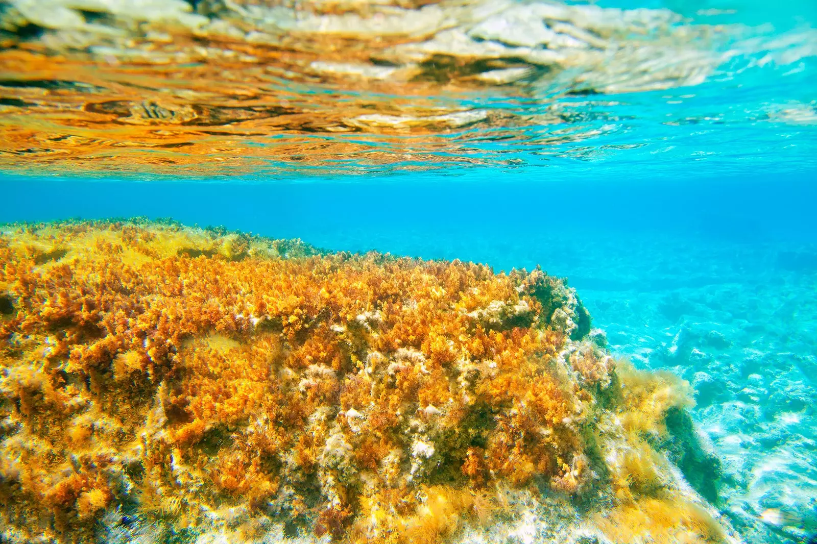 Mehr als 1.000 Arten von Meerestieren und 400 Pflanzen leben unter Wasser.