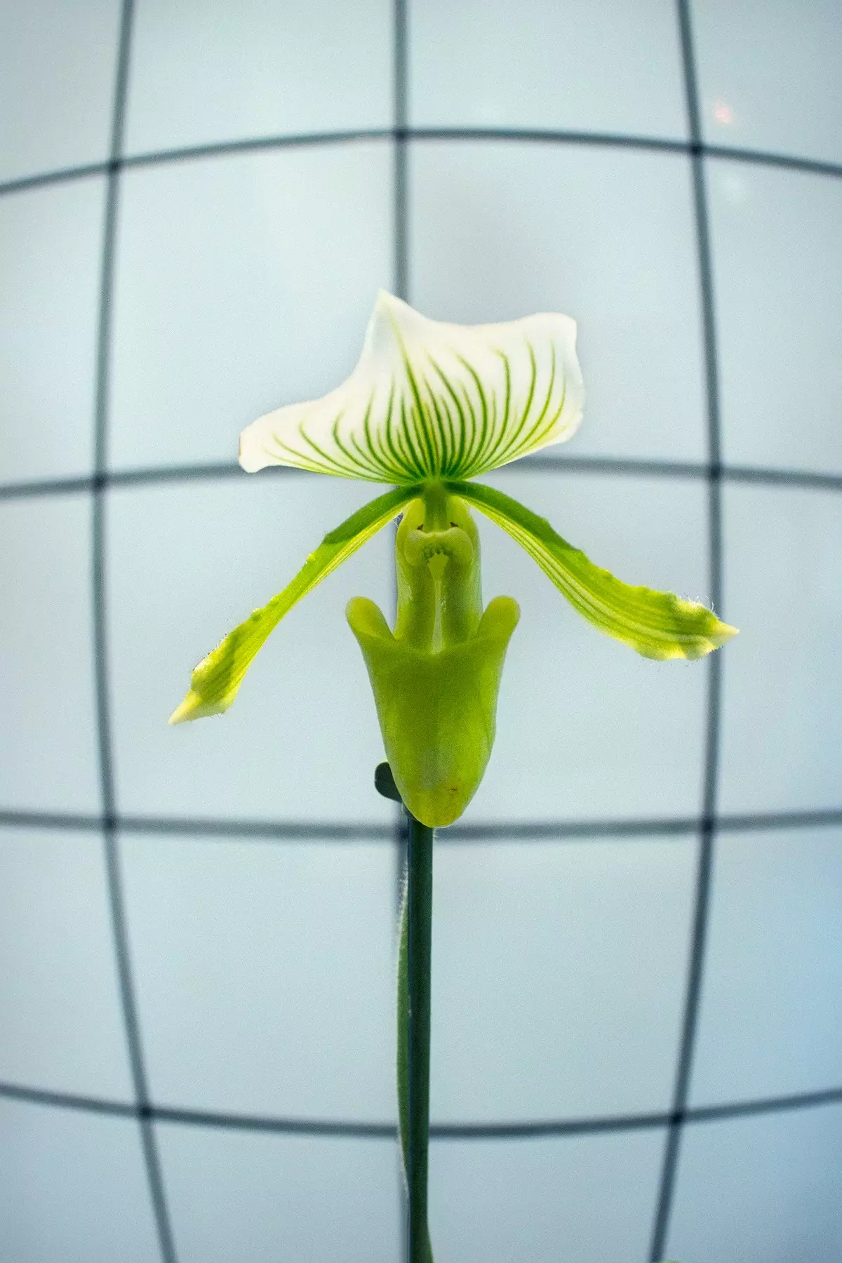 Déi wonnerschéi monstréis a freakesch schéi Orchidee