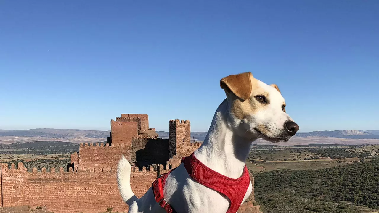 Pipper: o pároco russell que está tornando a Espanha um cão amigável