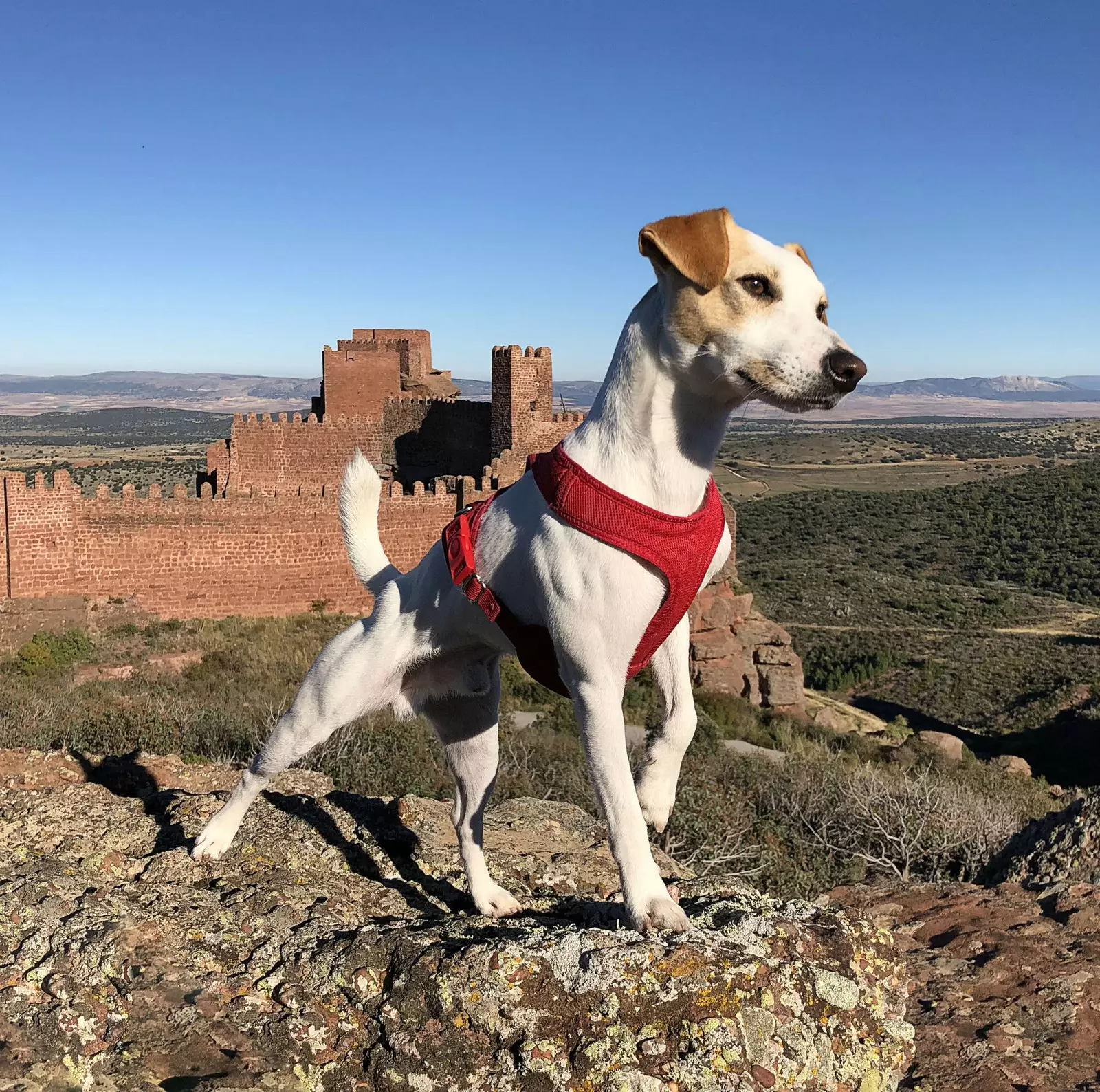 Pifferaio nel castello Peracense di Teruel.