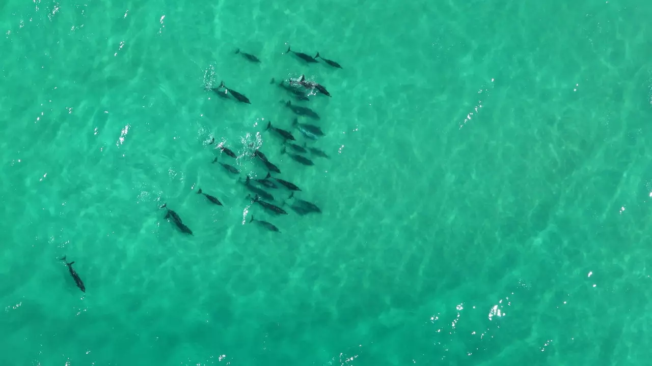 Gli effetti del nostro silenzio sull'oceano