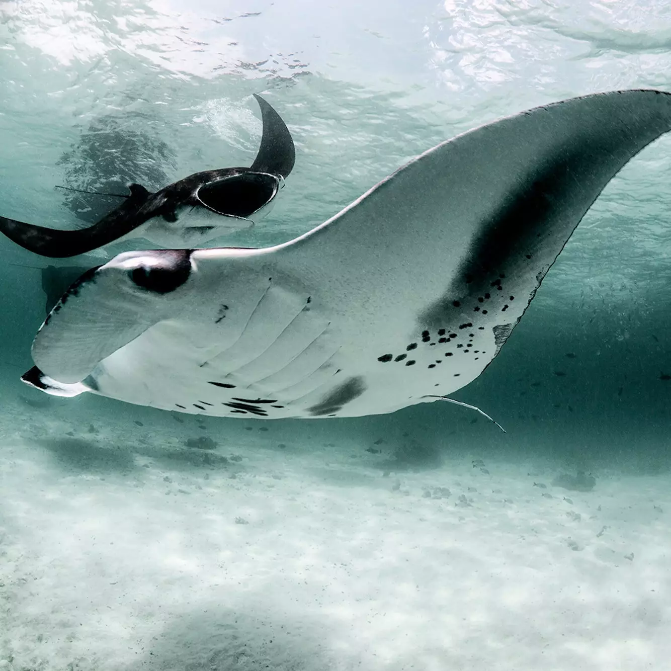 Mantarochen im transparenten Wasser der Malediven